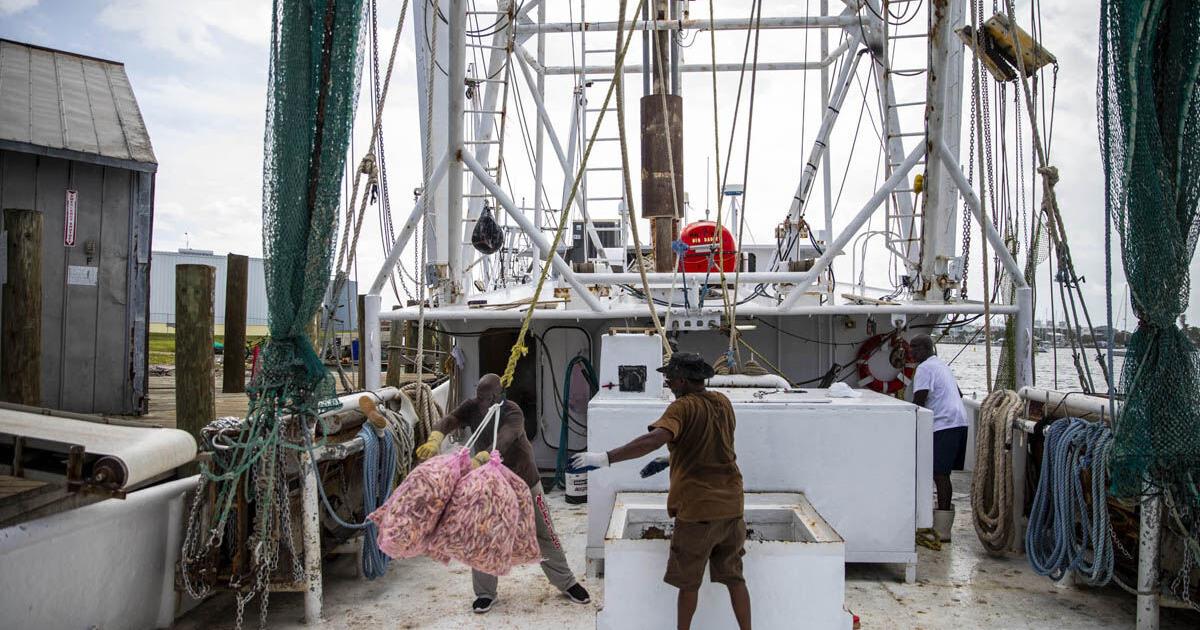 Southwest Florida shrimpers rely on tradition to stay afloat | News