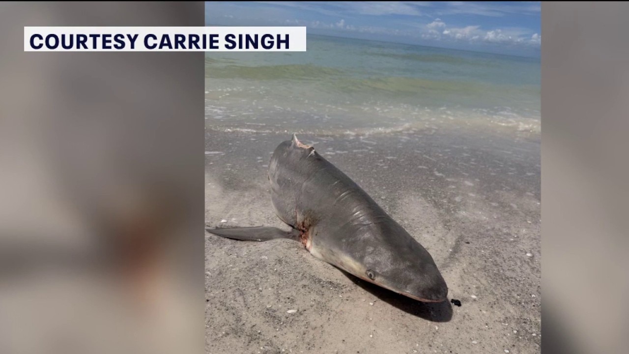 FWC investigating alleged shark abuse