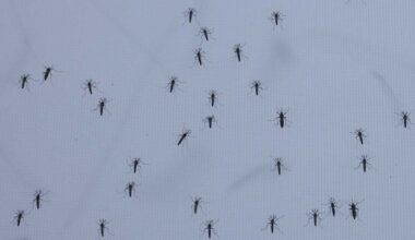 2 more cases of Dengue Fever reported in Orange County