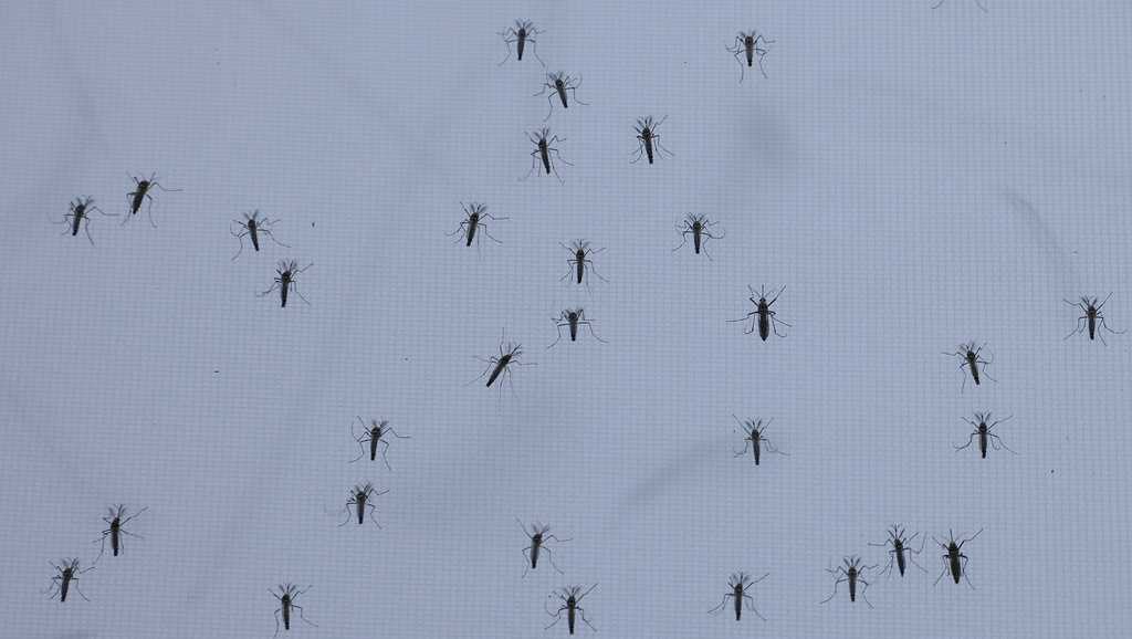 2 more cases of Dengue Fever reported in Orange County