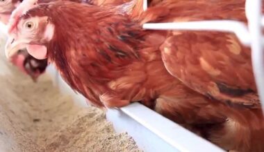 Stuart, Florida postpones vote on backyard chickens ordinance