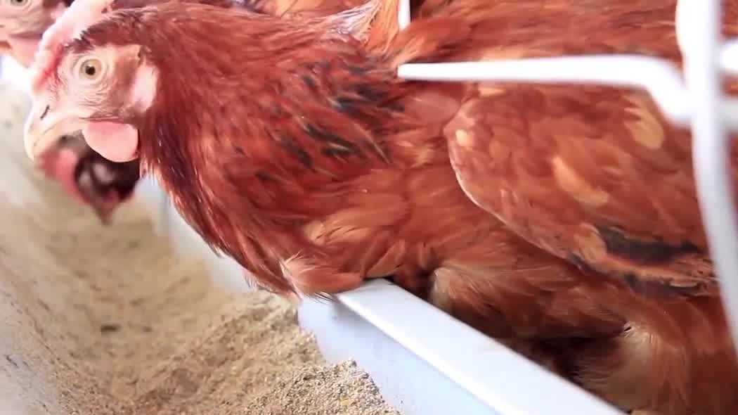 Stuart, Florida postpones vote on backyard chickens ordinance