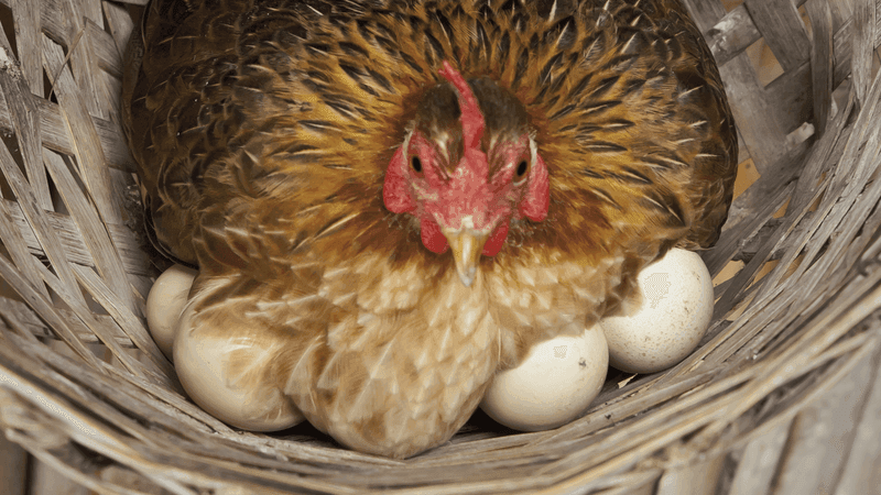 Stuart commissioners seek resident input before deciding on backyard chickens (Sinclair)