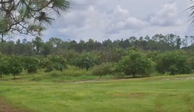 Florida citrus grove rezoned for private golf course