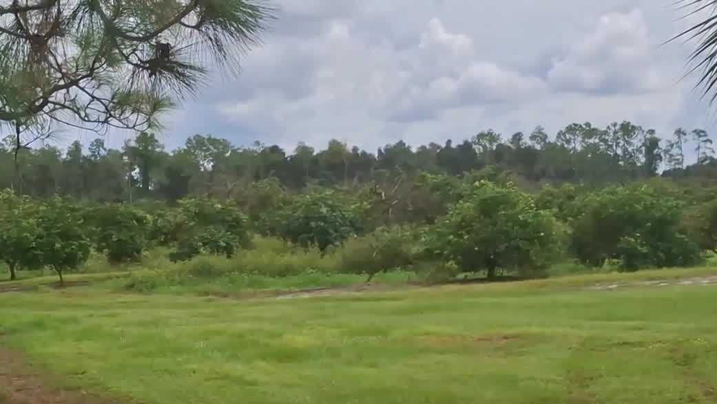 Florida citrus grove rezoned for private golf course