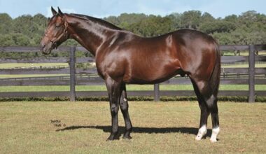Leading Florida Sire First Dude Dies at 19