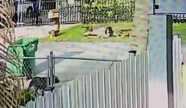 2 dogs in MDAS custody after woman mauled by pack of terrier mixes in NW Miami-Dade; 1 remains on the loose - WSVN 7News | Miami News, Weather, Sports