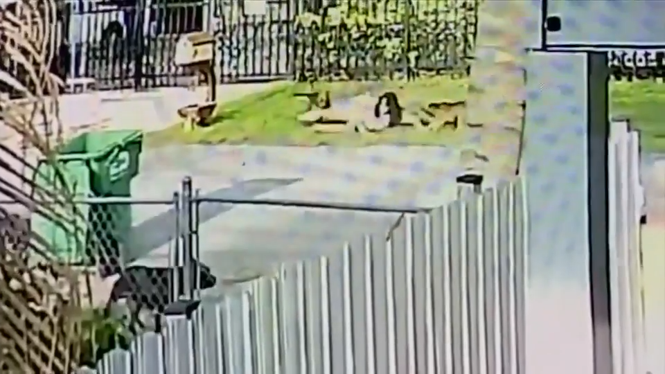 2 dogs in MDAS custody after woman mauled by pack of terrier mixes in NW Miami-Dade; 1 remains on the loose - WSVN 7News | Miami News, Weather, Sports
