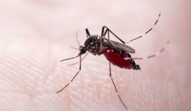 Dengue Is Surging in Florida—and It's Claimed Its First Life in Nearly 100 Years