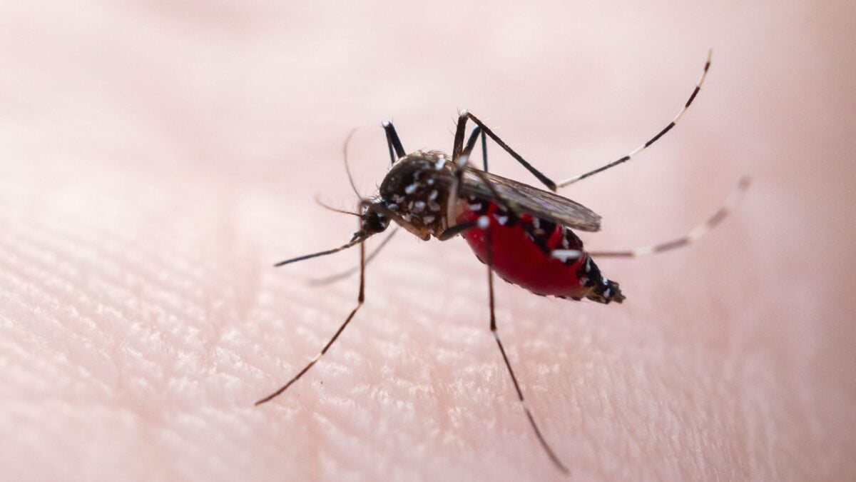 Dengue Is Surging in Florida—and It's Claimed Its First Life in Nearly 100 Years