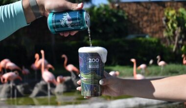 Partnership brewing to support Florida’s flamingo conservation