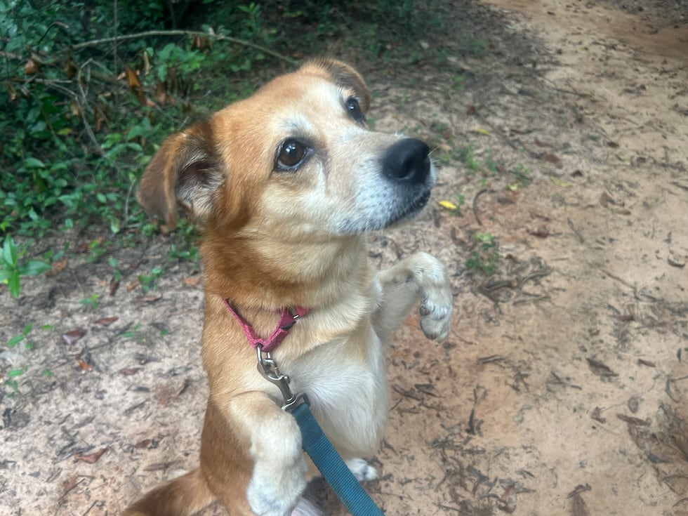 This Chow Chow mix would like to leave the shelter in the rear view mirror ASAP and settle...
