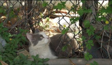 The story behind more than 100 abandoned cats living behind a Publix in Hialeah – NBC 6 South Florida