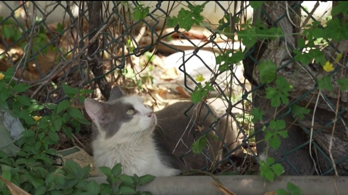 The story behind more than 100 abandoned cats living behind a Publix in Hialeah – NBC 6 South Florida
