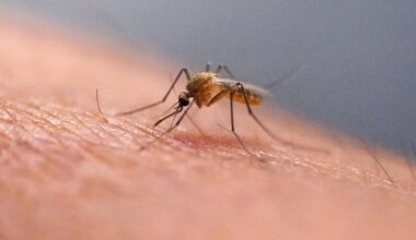 Dengue fever and other mosquito-borne illnesses surging in Florida – Sun Sentinel