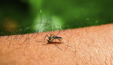 A mosquito is shown perched on a human arm.