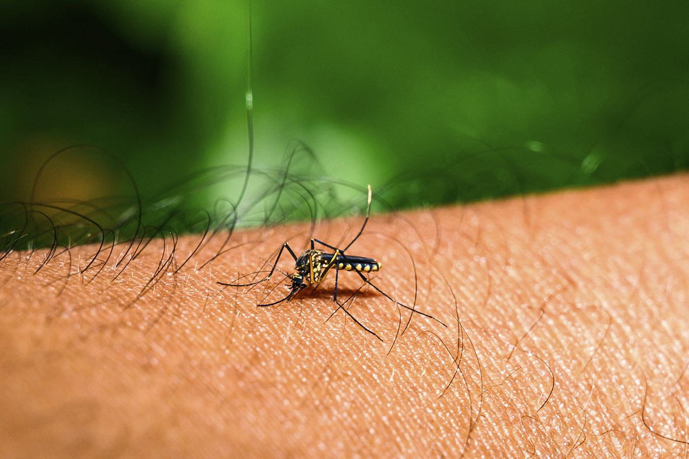 A mosquito is shown perched on a human arm.