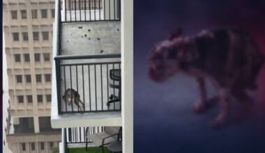 Dog owner arrested after neighbors at Miami high-rise express concerns, animal services says – NBC 6 South Florida