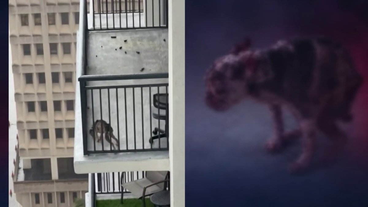 Dog owner arrested after neighbors at Miami high-rise express concerns, animal services says – NBC 6 South Florida