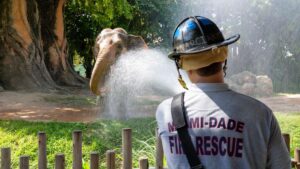 MDFR participates in  elephant enrichment