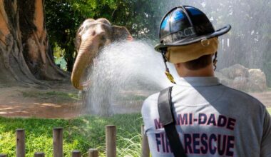 MDFR participates in elephant enrichment