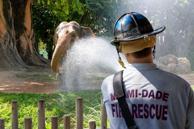 MDFR participates in elephant enrichment