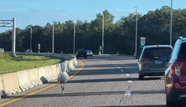 FHP intervenes after reports of emu walking on Central Florida highway – Orlando Sentinel