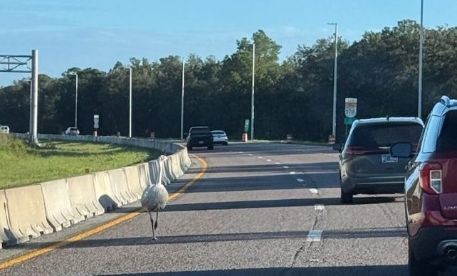 FHP intervenes after reports of emu walking on Central Florida highway – Orlando Sentinel