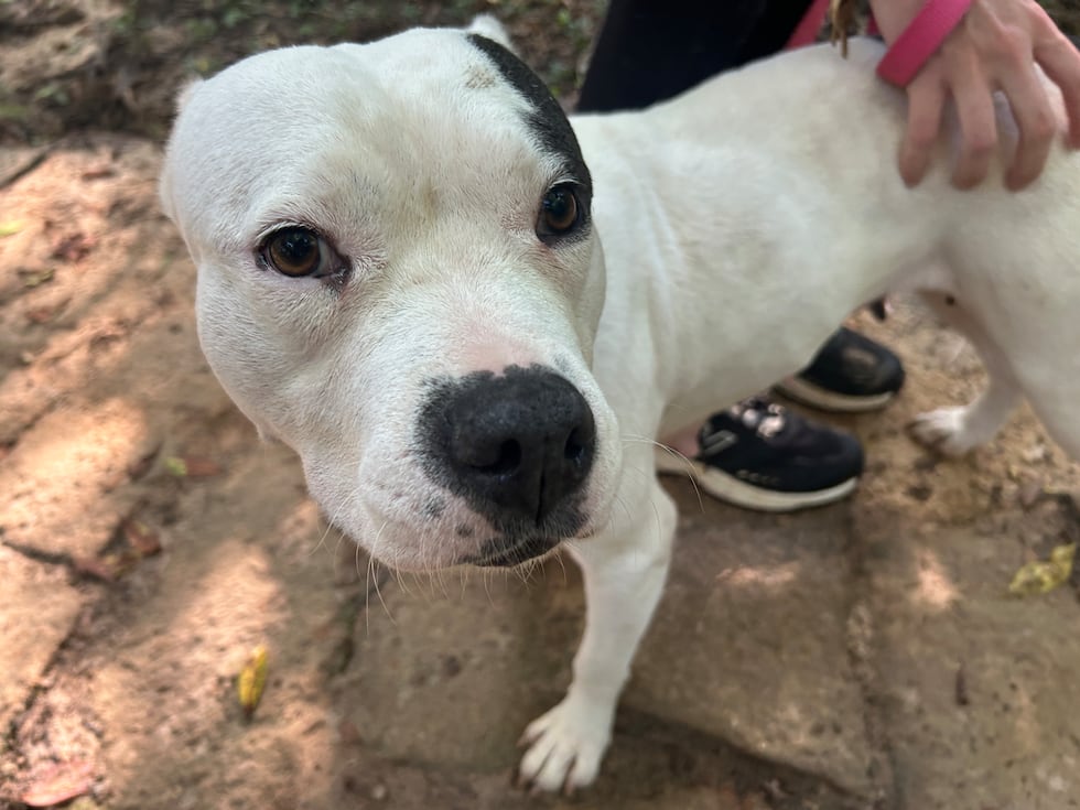 This heart-stealing sweetheart will lean in for a snuggle and gently lay her head in your hands.