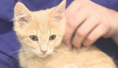 Surrendered kitten survives against all odds and finds new home