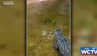 Something Good: Tallahassee Museum’s fishing cat ‘Marina’ goes viral