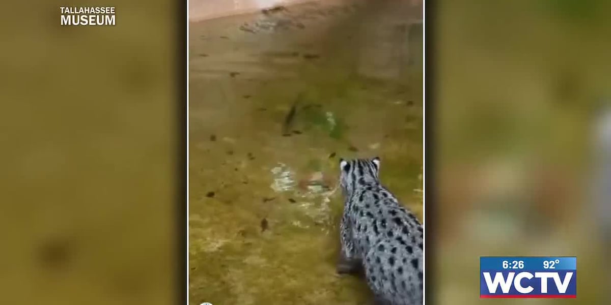 Something Good: Tallahassee Museum’s fishing cat ‘Marina’ goes viral