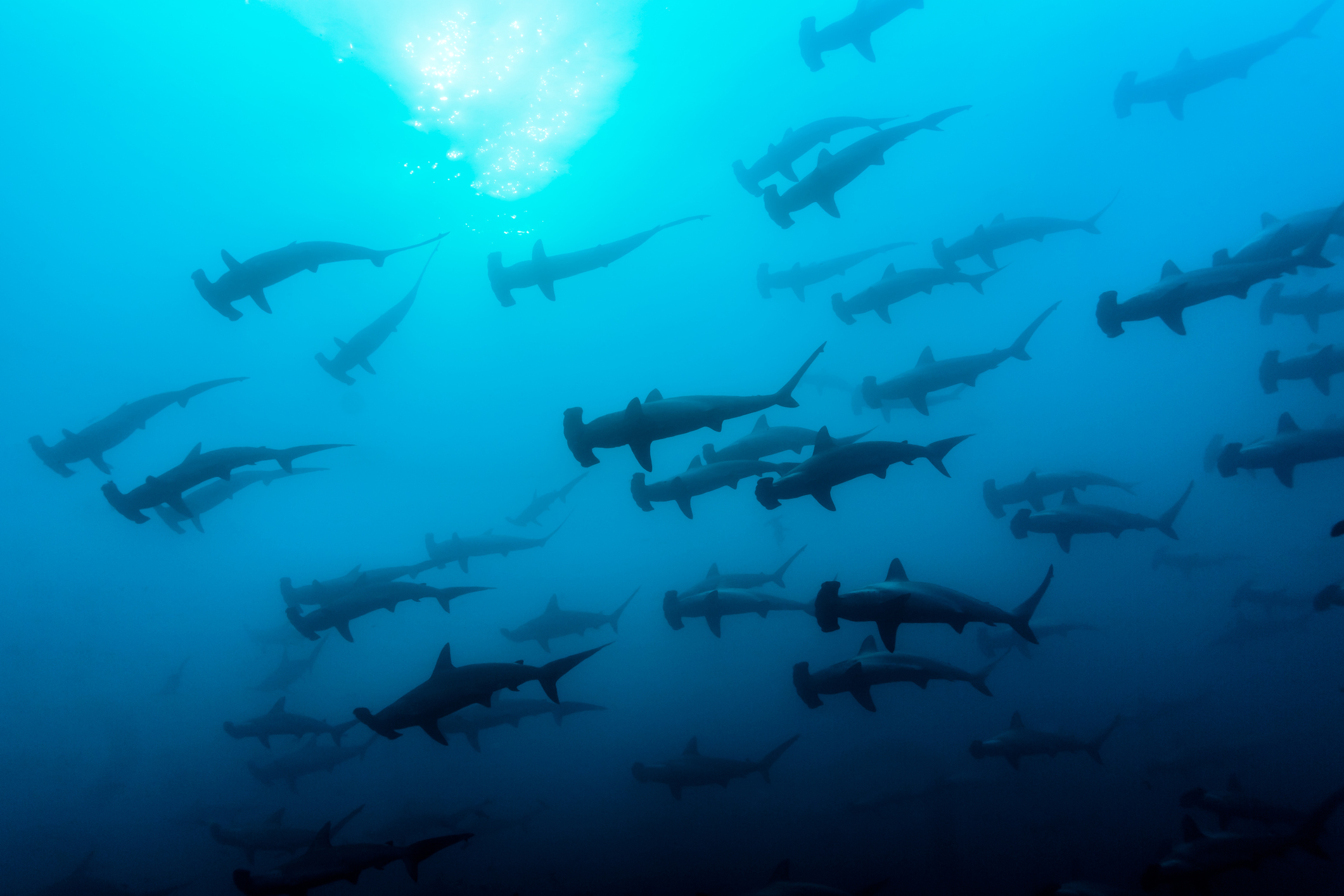hammerhead sharks