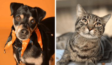 Wally the Cuddly Cat and Hugo the Senior Dog Seek Homes in Broward – Parkland Talk