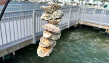Madeira Beach will host a vertical oyster garden giveaway on Saturday at Patriot Park to help restore oysters and improve water quality in Boca Ciega Bay. (Spectrum News)