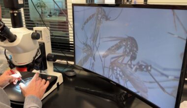 Mosquito control efforts in Pine Hills after dengue case