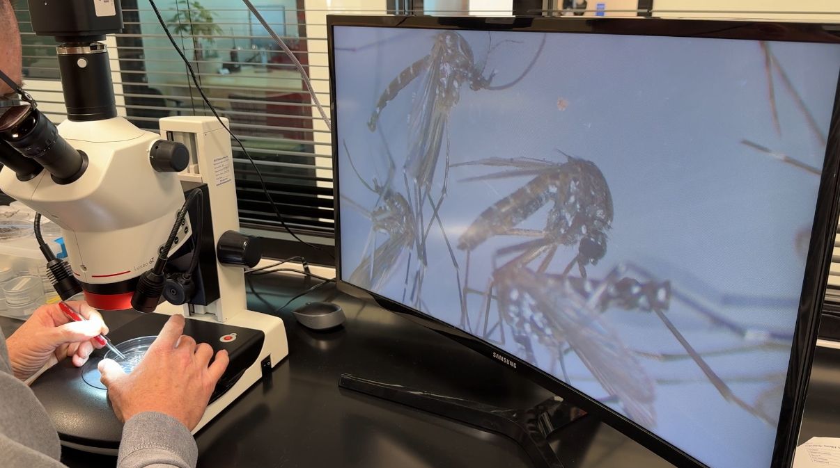 Mosquito control efforts in Pine Hills after dengue case