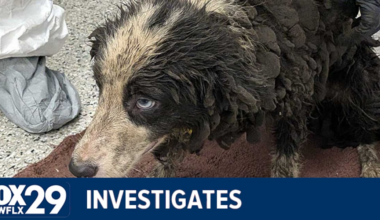 Animal hoarding cases on the Treasure Coast raise questions about prevention efforts