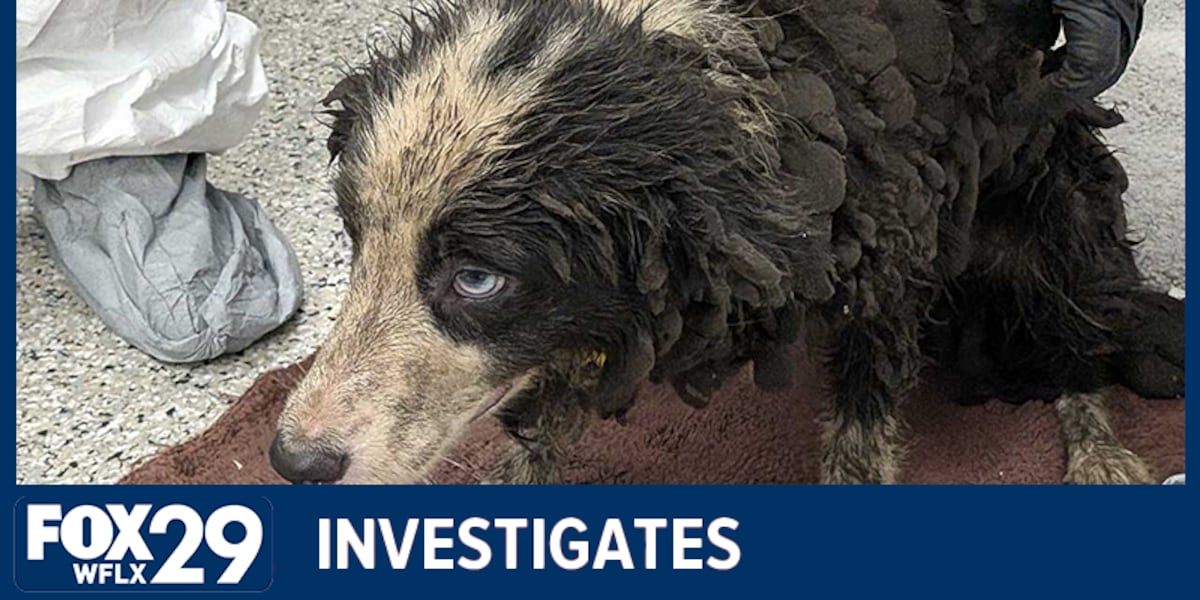 Animal hoarding cases on the Treasure Coast raise questions about prevention efforts