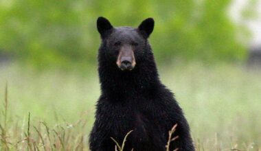 Applications for Florida’s 2026 bear hunting permits now open