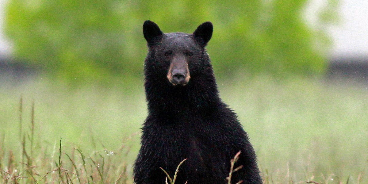Applications for Florida’s 2026 bear hunting permits now open