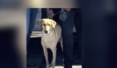 Miami Gardens Police find missing K-9 that was struck by car – NBC 6 South Florida