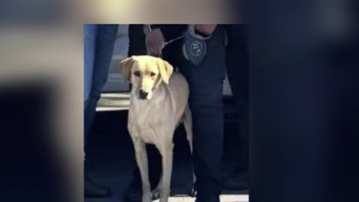 Miami Gardens Police find missing K-9 that was struck by car – NBC 6 South Florida
