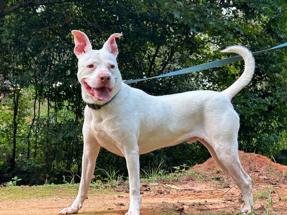 Bitz is confident and curious - and when he has ears up - you can see what a regal pup he...
