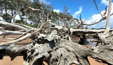 Explore Florida's unique Black Rock & Boneyard Beach