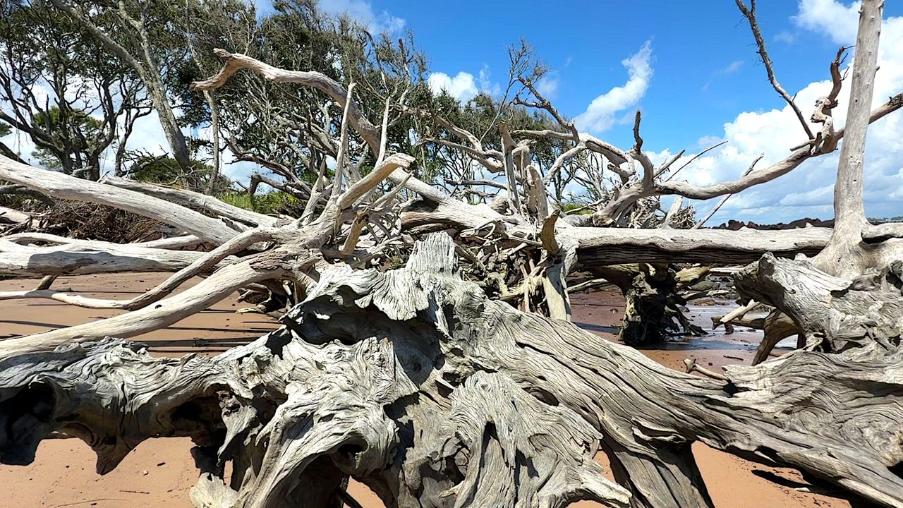 Explore Florida's unique Black Rock & Boneyard Beach