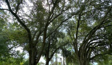 Orange County launches plan to expand tree canopy