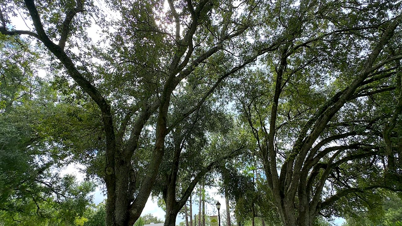 Orange County launches plan to expand tree canopy