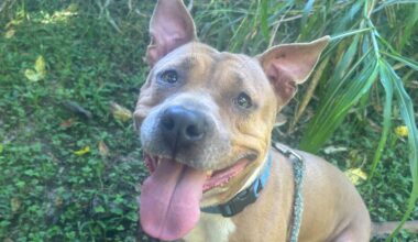 Furry Friday: Sweet, sassy, spunky pups ready to put a smile on your face!