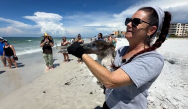 Seaside Seabird Sanctuary marks 10th anniversary